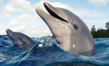 delfinų gydymas sąnarių