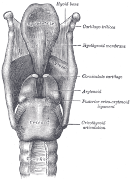 gerklės kaulai ir sąnarių paauglys osteochondrozė kairiojo sąnario