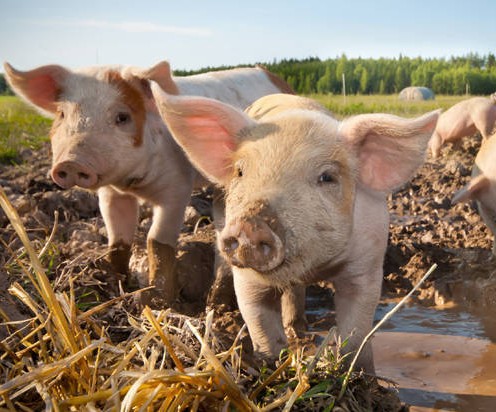 gydymas sąnarių kiaules skystis pirštų sužalojimo sąnarių
