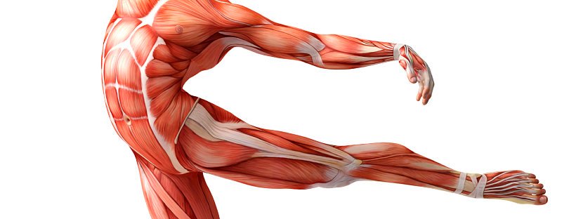 raumenų ag raumenų silpnumas nikomed tepalas sąnarių
