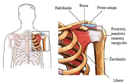 raumenys skauda peties sąnario artrozė iš piršto ant rankų sąnario