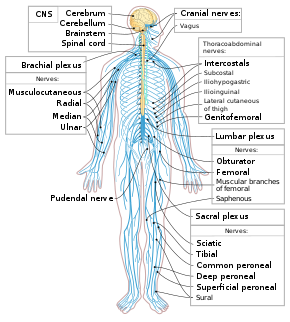 periferinės nervų sistemos ligos kaip pašalinti iš piršto patinimas