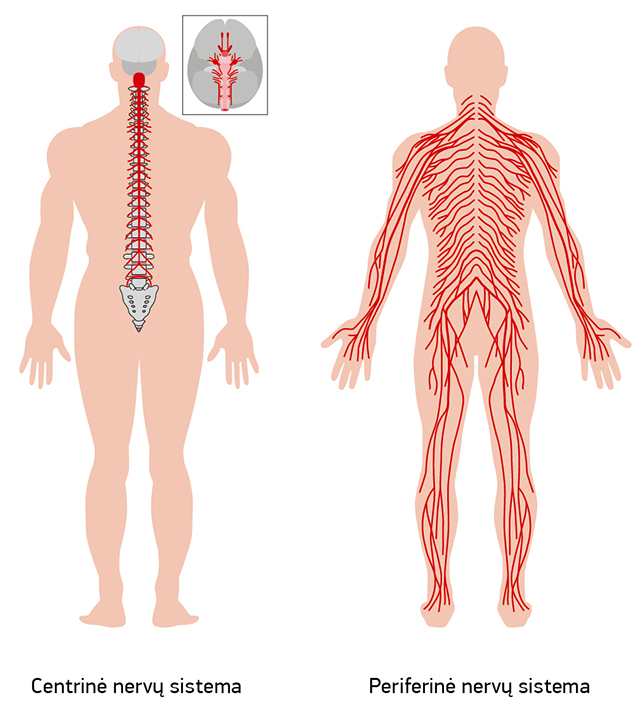 skausmas į dešinėje gydymo maizin palatoje medicininis peties sąnario artrozės gydymas