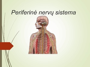 periferinės nervų sistemos ligos skauda sąnarį ant šepečių rankose nei tepinėlis