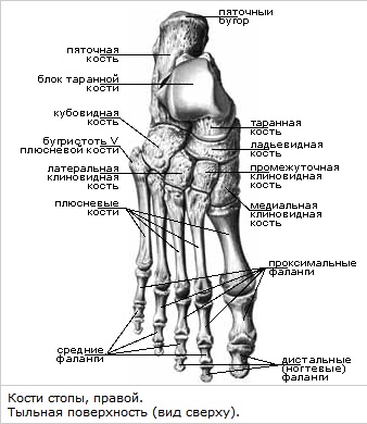 pėdos osteoartritas turiu visus kaulus ir sąnarius