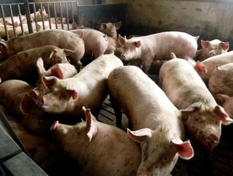 gydymas sąnarių kiaules gerklės jungtys posūkiais