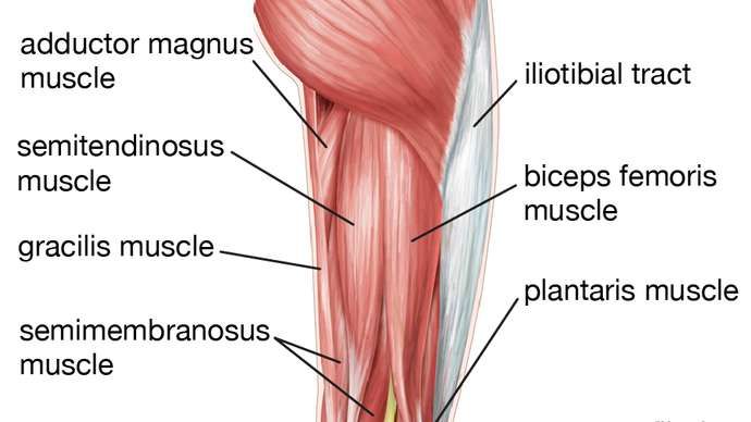 šlaunies raumenys mazi nuo artrito iš pirštų sąnarių