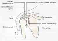 skausmas pečių sąnarių koks yra artrozė į atlanto ašine sąnario