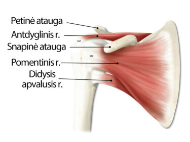 artrozė apdorojimo sistema arnika sustava tepalas