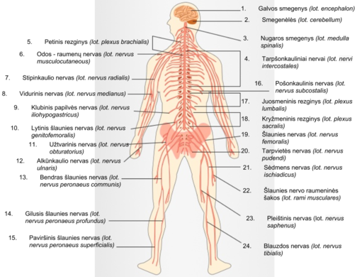 periferinės nervų sistemos ligos šarvai arba gliukozamino chondroitino