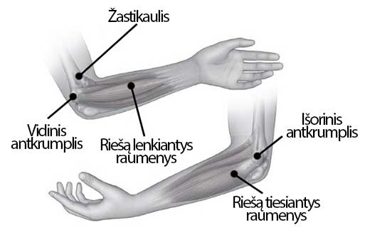 skausmas alkūnės sąnario išorėje artropatijos sąnarių šepetėliai rankos gydymas