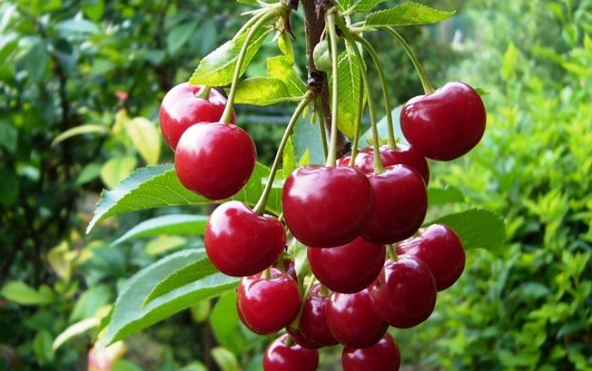 vyšnių nuo ligų sąnarių pirkti ghk gelis sąnarių